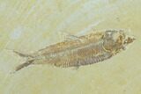 Mioplosus With Knightia Fossil Fish Plate - Green River Formation #122664-2